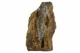 Triceratops Shed Tooth - Montana #109077-1